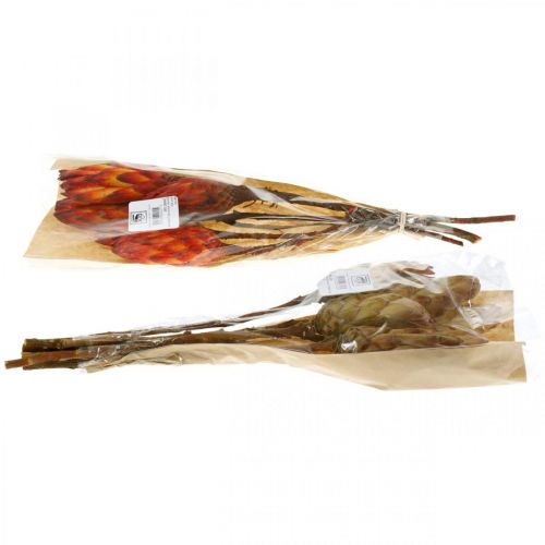 Floristik24 Protea Mix, Fleurs Séchées Respens Naturel/Rouge 13 pcs