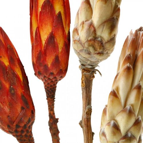 Floristik24 Protea Mix, Fleurs Séchées Respens Naturel/Rouge 13 pcs