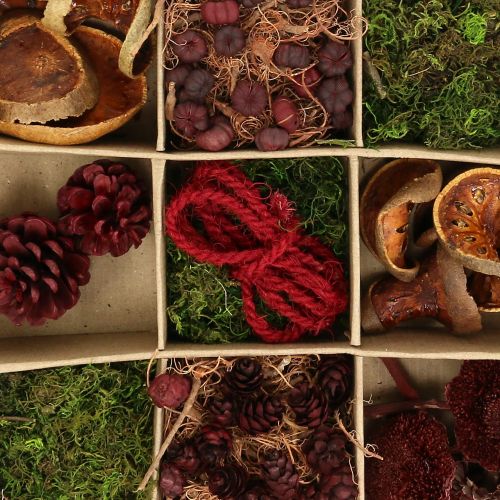 Floristik24 Ensemble d&#39;artisanat de mélange exotique