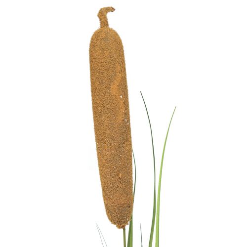 Floristik24 Plantes artificielles, quenouilles artificielles, décoration en roseaux 92cm