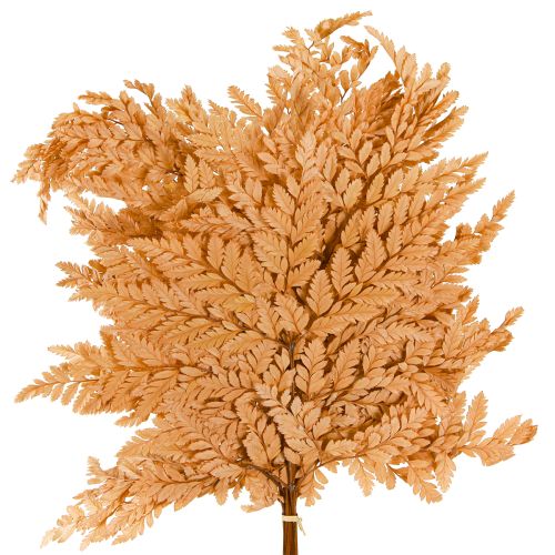 Article Décoration de fougère Vraies frondes de fougère orange préservées 45 cm 10 pièces