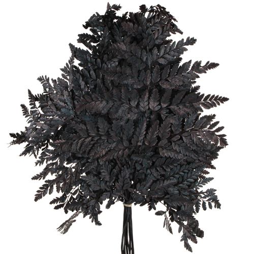 Article Décoration de fougère Vraies frondes de fougère noires préservées 45 cm 10 pièces