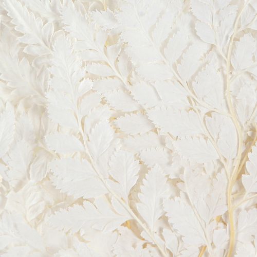 Article Décoration de fougère Vraies frondes de fougère blanches préservées 45 cm 10 pièces