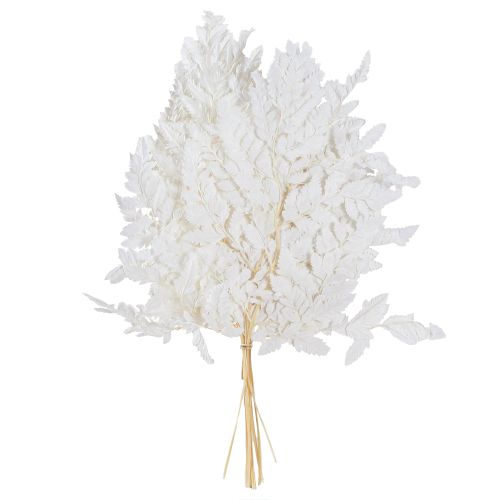 Article Décoration de fougère Vraies frondes de fougère blanches préservées 45 cm 10 pièces