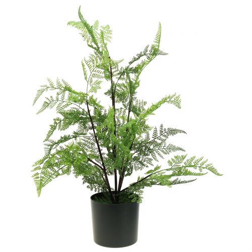 Floristik24 Fougère arborescente en pot vert 60cm