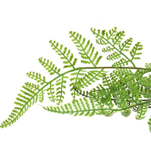 Floristik24 Fougère arborescente en pot vert 60cm