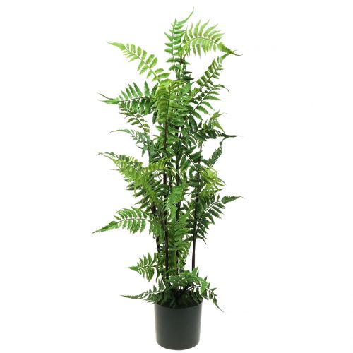 Floristik24 Fougère arbre en pot vert 80cm