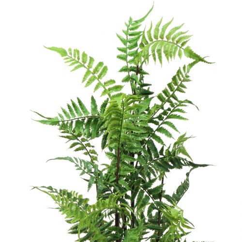 Floristik24 Fougère arbre en pot vert 80cm