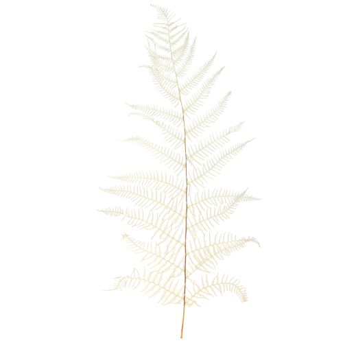 Floristik24 Feuilles de Fougère Fougère Blanche Séchées Blanchies 50cm 10 pcs