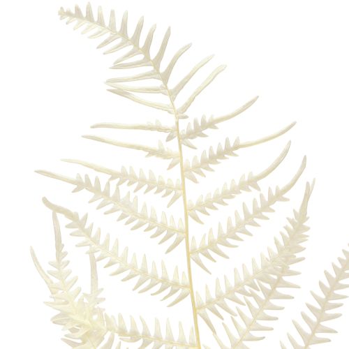 Article Feuilles de Fougère Fougère Blanche Séchées Blanchies 50cm 10 pcs