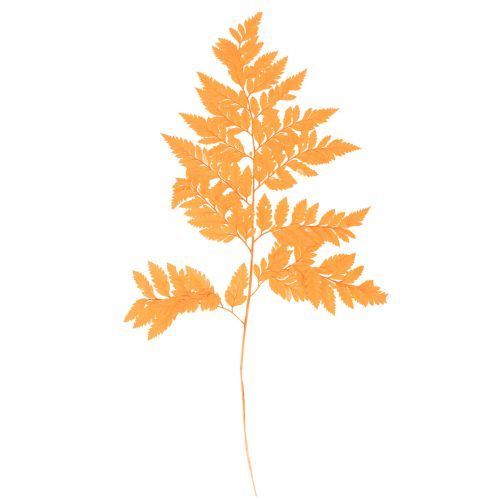 Frondes de fougère séchées et conservées pour l'art floral et la décoration automnale, 42 cm, lot de 10. acheter | Floristik24.be