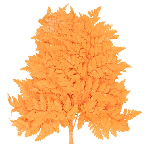 Frondes de fougère séchées et conservées pour l'art floral et la décoration automnale, 42 cm, lot de 10. | Floristik24.be