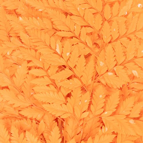 Frondes de fougère séchées et conservées pour l'art floral et la décoration automnale, 42 cm, lot de 10. | Floristik24.be