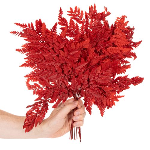 Frondes de fougère préservées et teintées, véritables fougères pour compositions automnales, 42 cm, lot de 10. | Floristik24.be