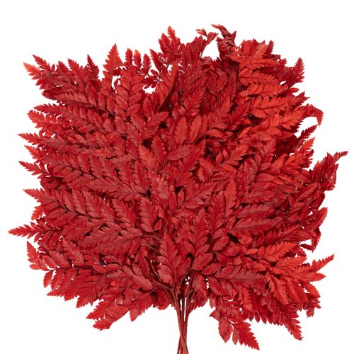 Frondes de fougère préservées et teintées, véritables fougères pour compositions automnales, 42 cm, lot de 10. | Floristik24.be