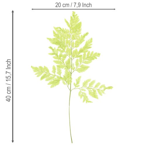 Article Fougères : Matériau naturel préservé de haute qualité pour des projets de décoration durables, 40 cm, lot de 10.
