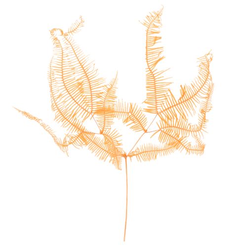 Branche de fougère séchée, 60 cm, lot de 10.