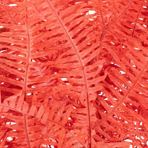 Fougères, fleurs séchées et préservées, décoration d'automne, 60 cm, 10 pièces | Floristik24.be