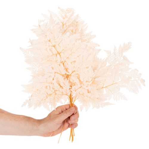 Fougère séchée décorative pour vase 42 cm, lot de 10 | Floristik24.be