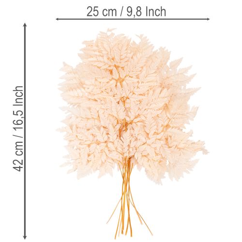 Fougère séchée décorative pour vase 42 cm, lot de 10 | Floristik24.be