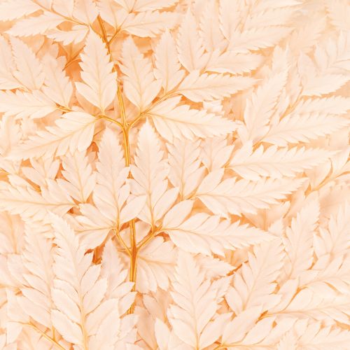 Fougère séchée décorative pour vase 42 cm, lot de 10 | Floristik24.be
