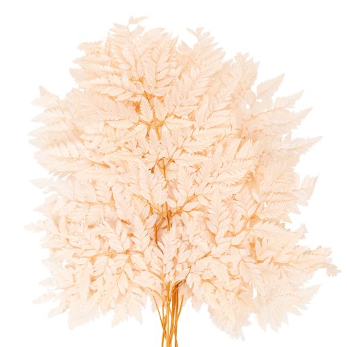 Fougère séchée décorative pour vase 42 cm, lot de 10 | Floristik24.be