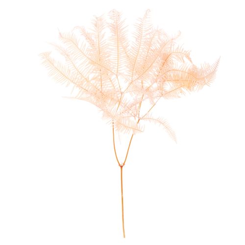 Frondes de fougère séchées, décoration de fougère pour vases, 60 cm, lot de 10