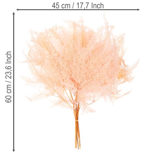 Frondes de fougère séchées, décoration de fougère pour vases, 60 cm, lot de 10 | Floristik24.be