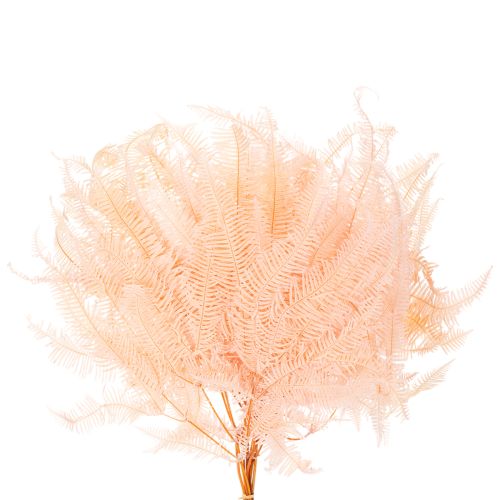 Frondes de fougère séchées, décoration de fougère pour vases, 60 cm, lot de 10 | Floristik24.be