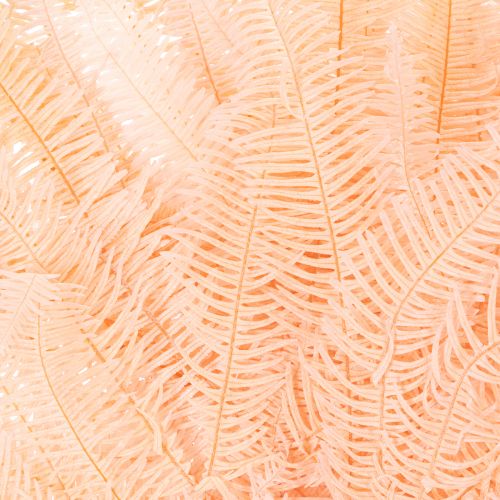 Frondes de fougère séchées, décoration de fougère pour vases, 60 cm, lot de 10 | Floristik24.be