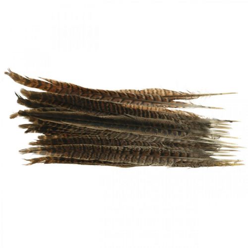 Floristik24 Plumes de faisan Véritables plumes pour réaliser des décorations de Pâques 25-27 cm 24 pcs
