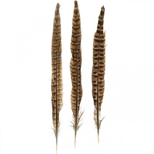 Floristik24 Plumes de faisan Véritables plumes pour réaliser des décorations de Pâques 25-27 cm 24 pcs