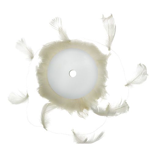 Floristik24 Plume sur fil crème 10m