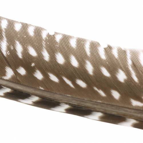Floristik24 Plumes naturelles 18 - 24cm 10g