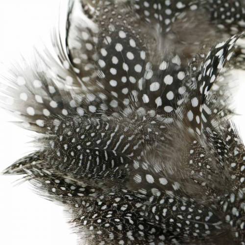 Floristik24 Couronne de plumes pintade Plumes réelles Ø35cm Décoration de Pâques Décoration de printemps
