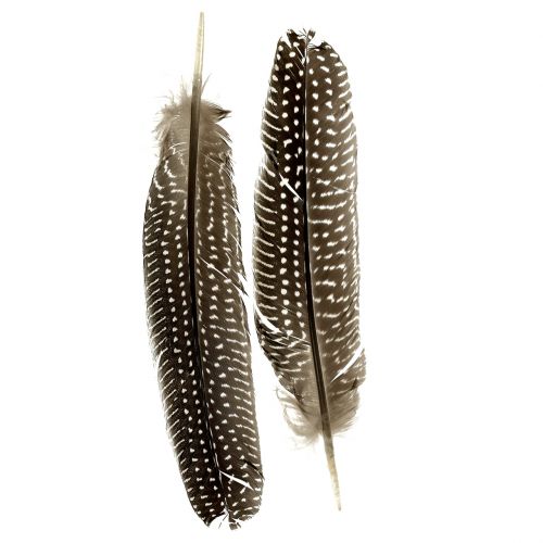 Floristik24 Plumes nature 16cm - 20cm 8g