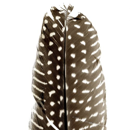Floristik24 Plumes nature 16cm - 20cm 8g