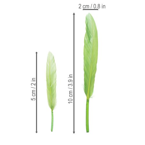 Article Plumes décoratives pour une ambiance élégante et une décoration impressionnante 10 cm