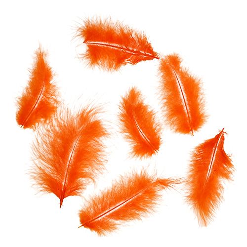 Floristik24 Plumes courtes 30g Orange