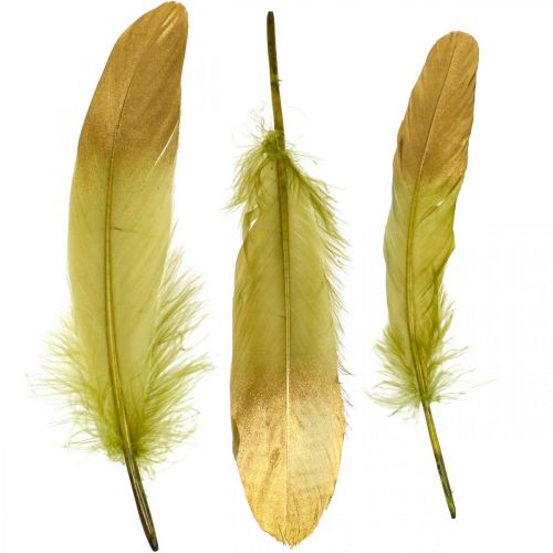 Floristik24 Plumes pour travaux manuels, plumes décoratives, vert-or, L16–20cm, 24 pièces