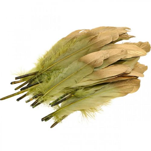 Floristik24 Plumes pour travaux manuels, plumes décoratives, vert-or, L16–20cm, 24 pièces