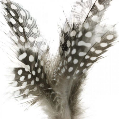 Floristik24 Plumes décoratives parsemées sur le bâton Véritables plumes de pintade 4-8cm 24 pcs