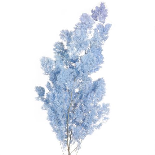 Floristik24 Asperge sétacée Herbes séchées Bleu clair 55-70cm 100g