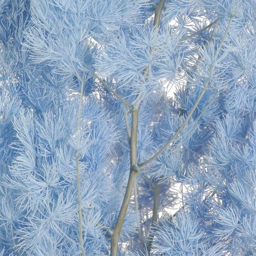 Article Asperge sétacée Herbes séchées Bleu clair 55-70cm 100g