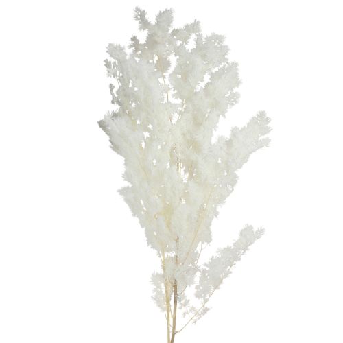 Floristik24 Asperge sétacée Déco Herbes séchées Blanc 55-70cm 100g