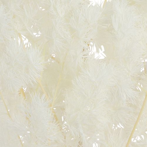 Article Asperge sétacée Déco Herbes séchées Blanc 55-70cm 100g