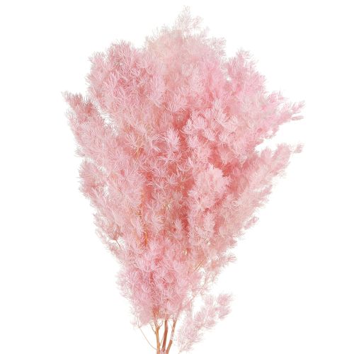 Floristik24 Asperge sétacée Herbes séchées déco Rose 55-70cm 100g