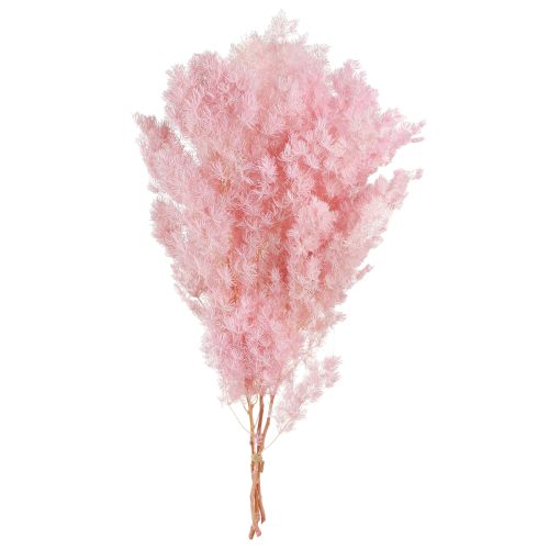 Article Asperge sétacée Herbes séchées déco Rose 55-70cm 100g