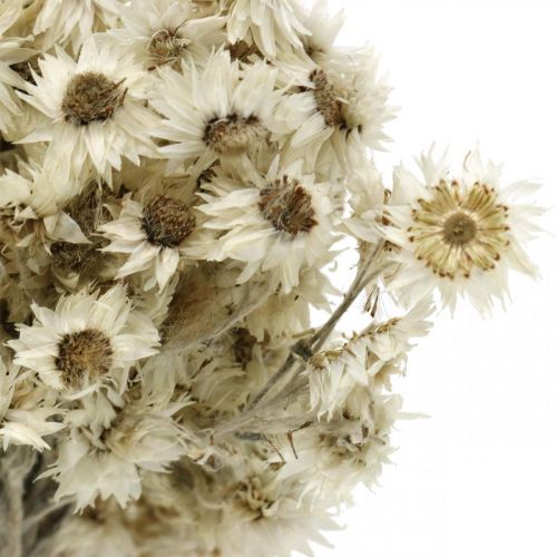 Floristik24 Mini Fleur en Paille Blanche Fleur Séchée Fleur de Roche Déco H20cm 15g