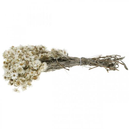 Floristik24 Mini Fleur en Paille Blanche Fleur Séchée Fleur de Roche Déco H20cm 15g